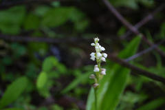 Peristylus lawii